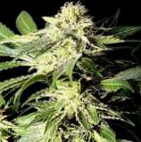 The Bulldog Seeds The Bulldog Skunk