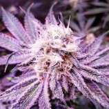 The Green Highlander Seeds Bank Gorilla HyPro