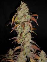 TreeTown Seeds Princess Nikita