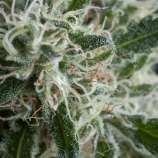 Trikoma Seeds Jack Herer Auto