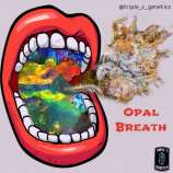 Triple C Genetics Opal Breath