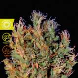 Tropical Seeds Company Durban Punch