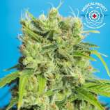 Tropical Seeds Company Heaven's Gate CBD