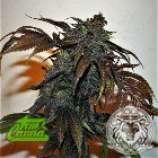 True Canna Genetics Chemonchello