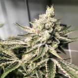 True Grit Genetics Ice Cream Man F2