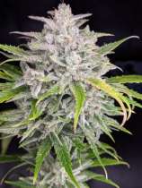 Twenty 20 Genetics Triks Auto