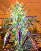 Twisty Seeds Heavy Duty Querkle