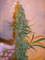 Underground Seeds Collective Amnesia Sativa