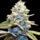 United Cannabis Seeds Blue God