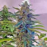 United Cannabis Seeds Blue Widow