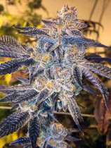 United Cannabis Seeds CBD Girl Scout Cookies