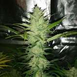 United Cannabis Seeds Cinderella 99