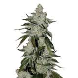 United Cannabis Seeds Girl Scout Cookies Autoflower