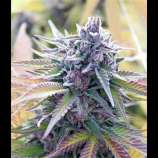 United Cannabis Seeds Gorilla Glue Purple
