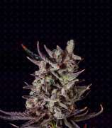 United Cannabis Seeds Purple Haze Autoflower