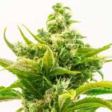 United Cannabis Seeds Skunk Diesel