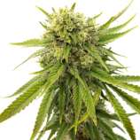 United Cannabis Seeds Skywalker OG