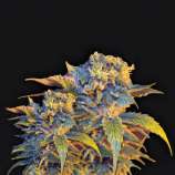 VIP Seeds Colombian Sweet