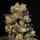 VIP Seeds Taison