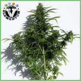 V Elementum Seeds Auto Caesus