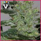 V Elementum Seeds Candy Fruit