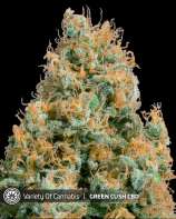 Variety of Cannabis Green Cush CBD