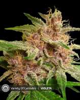 Variety of Cannabis Violeta