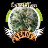 Venus Genetics Critical Haze