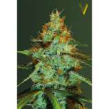 Victory Seeds Original Limonade Skunk