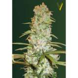 Victory Seeds Red Russian XXL