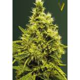 Victory Seeds White Widow