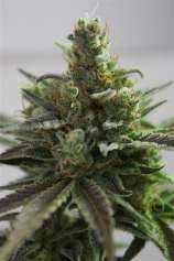 Vulkania Seeds B-Cheese