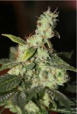 Vulkania Seeds White Diesel