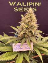 Walipini Seeds Glue Prom