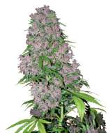 White Label Purple Bud