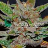 World of Seeds Bank Bubba Haze