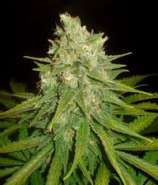 World of Seeds Bank Mazar x Great White Shark