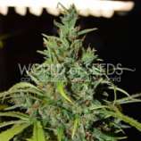 World of Seeds Bank Neville Haze Auto