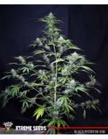 Xtreme Seeds Co. Black Ryder ASB