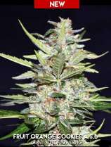 Xtreme Seeds Co. Fruit Orange Cookies ASB