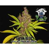 Xtreme Seeds Co. Shiva Blue