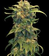 Yardie Seeds Jamaican Cheese