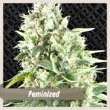 Zambeza Power Bud