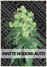 Zambeza White Widow Automatic