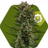 Zambeza White Widow XL Automatic