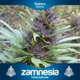 Zamnesia Blueberry Automatic