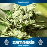 Zamnesia Bruce Banner #3