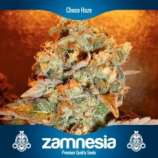 Zamnesia Choco Haze