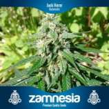 Zamnesia Jack Herer Automatic