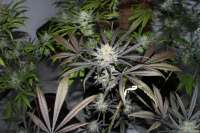 00 Seeds Bank 00 Kush - foto de Behemoth